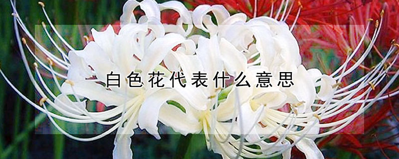 白色花代表什么意思