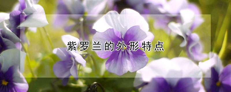 紫罗兰的外形特点 —【发财农业网】