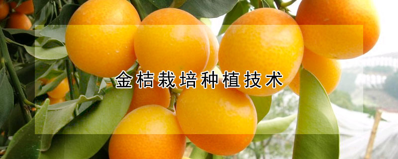 金桔栽培种植技术