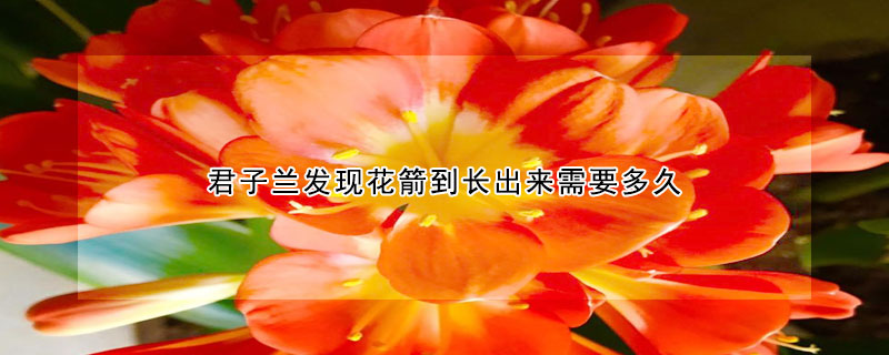 君子兰发现花箭到长出来需要多久