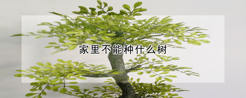 家里不能种什么树