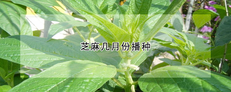 芝麻几月份播种