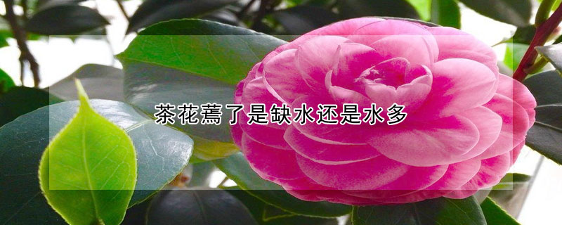 茶花蔫了是缺水还是水多