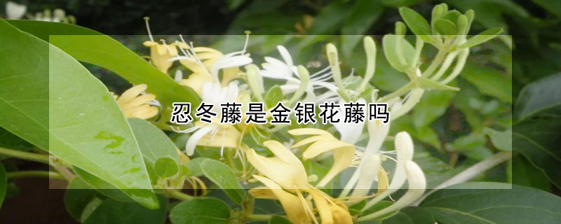 忍冬藤是金银花藤吗