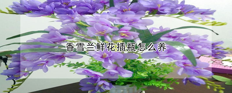 香雪兰鲜花插瓶怎么养