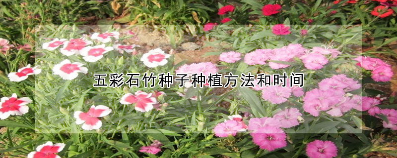 五彩石竹种子种植方法和时间