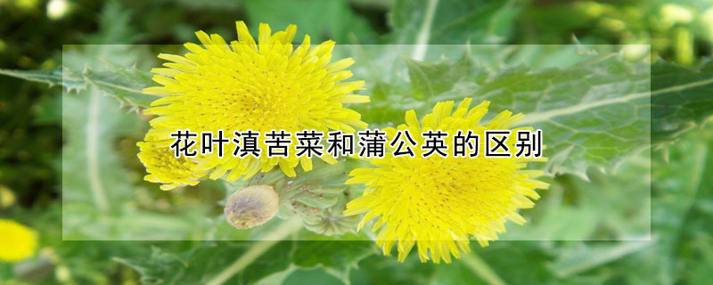 花叶滇苦菜和蒲公英的区别