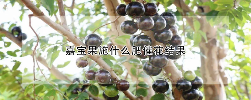 嘉宝果施什么肥催花结果