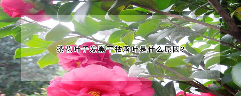 茶花叶子发黑干枯落叶是什么原因?