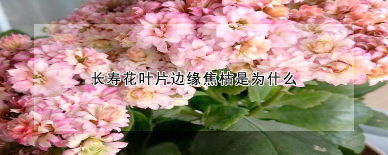 长寿花叶片边缘焦枯是为什么