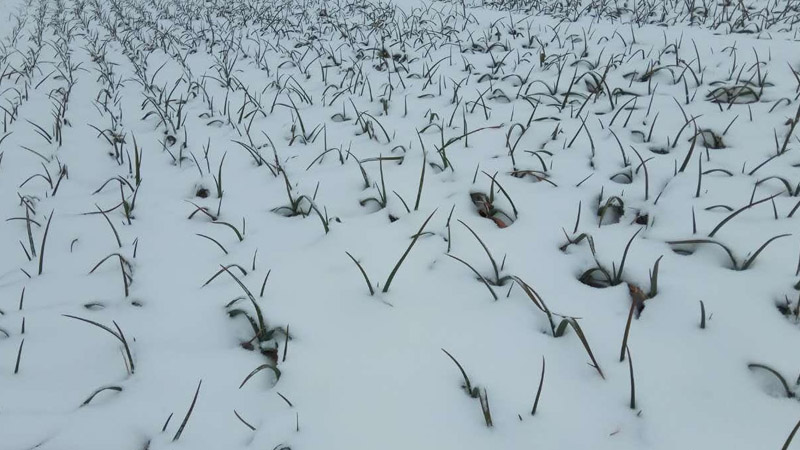 雪对农作物的影响