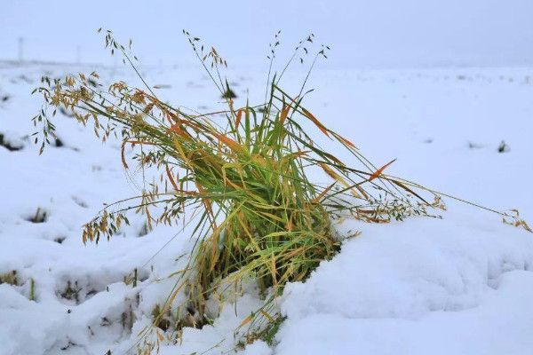 雪对农作物的影响