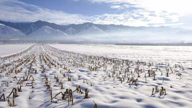 下雪对庄稼的好处