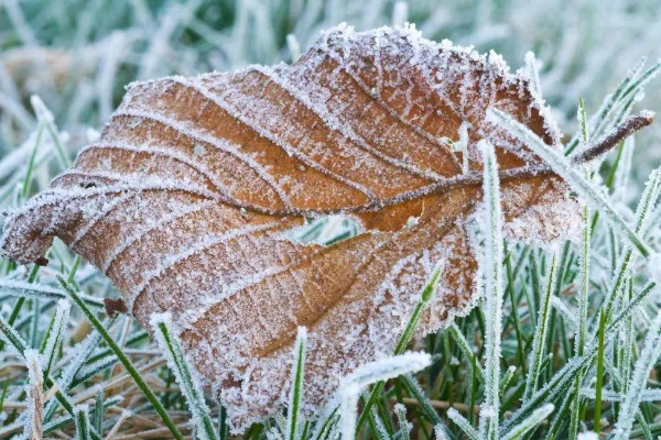 下雪对庄稼的好处