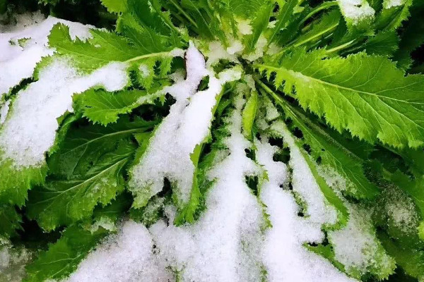 下雪对庄稼的好处