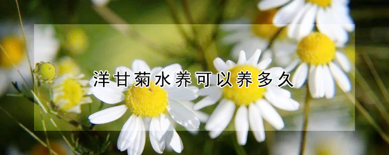 洋甘菊水养可以养多久