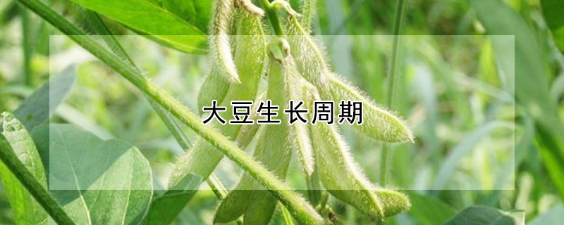 大豆生长周期
