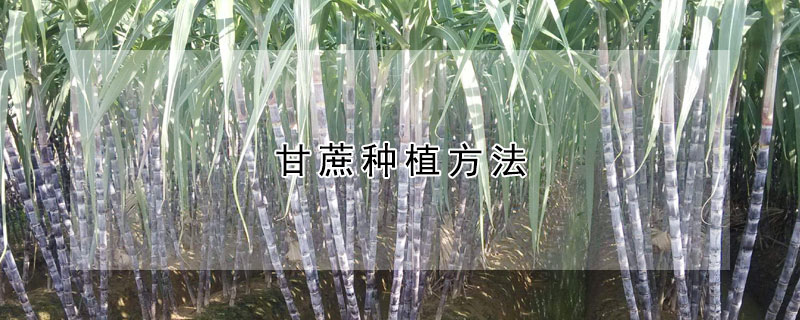 甘蔗种植方法