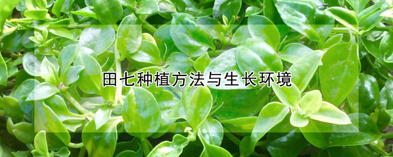 田七种植方法与生长环境