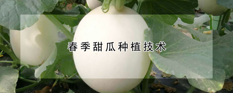 春季甜瓜种植技术