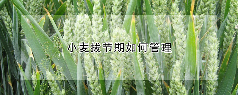 小麦拔节期如何管理