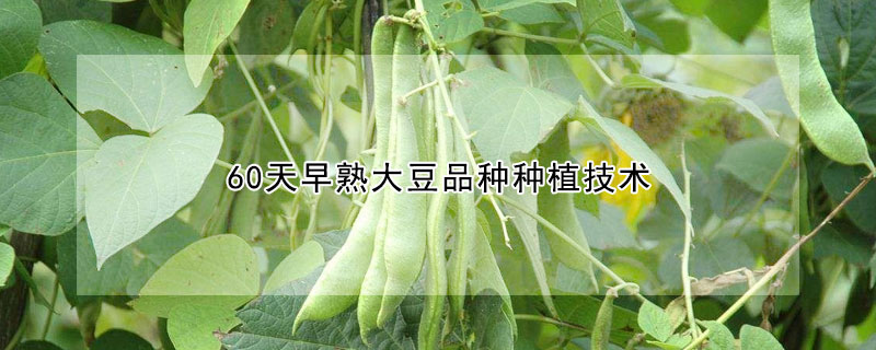 60天早熟大豆品种种植技术