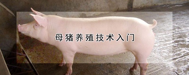 母猪养殖技术入门