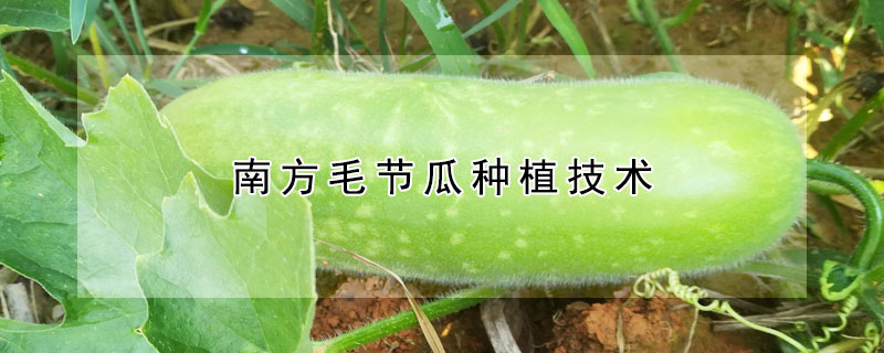 南方毛节瓜种植技术 —【发财农业网】