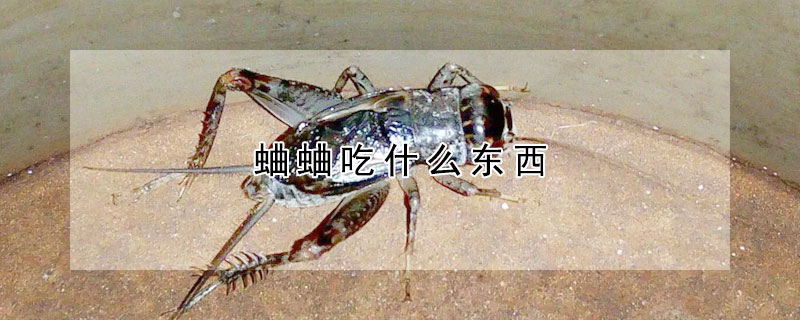 蛐蛐吃什么东西