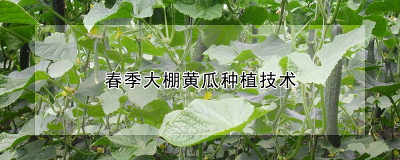 春季大棚黄瓜种植技术
