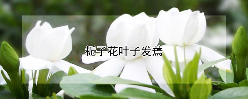 栀子花叶子发蔫