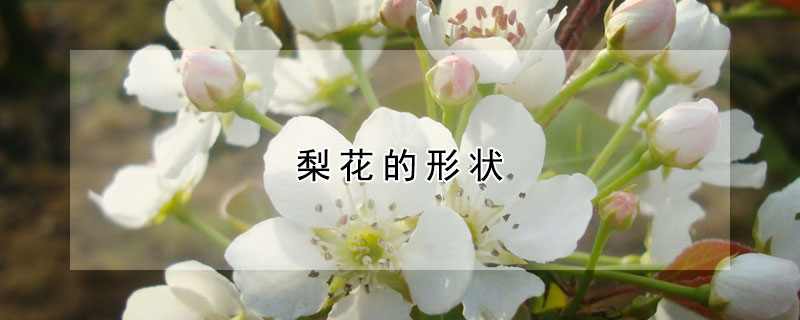 梨花的形状 发财农业网