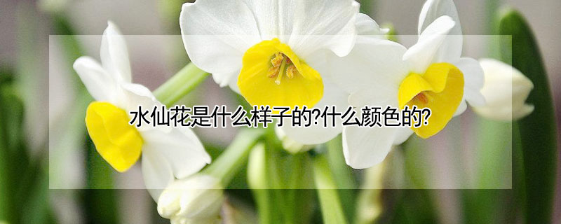 水仙花是什么样子的?什么颜色的?