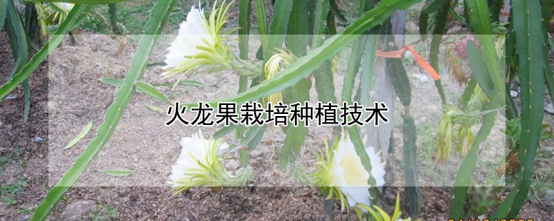 火龙果栽培种植技术