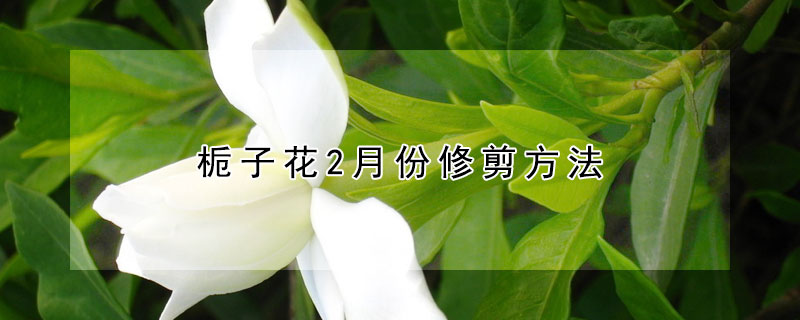 栀子花2月份修剪方法