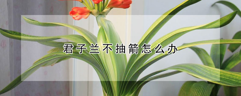 君子兰不抽箭怎么办