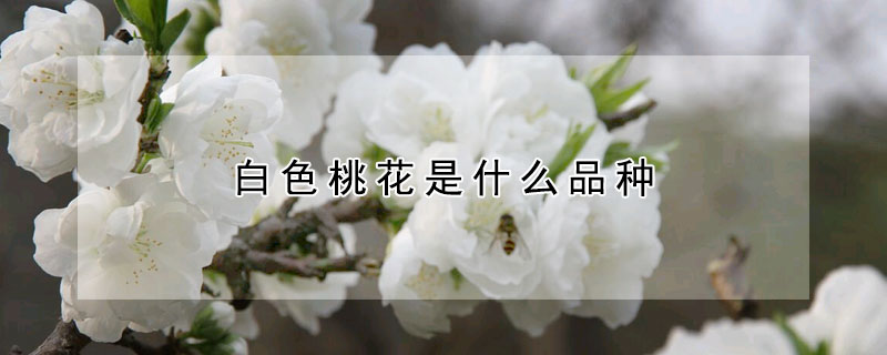 白色桃花是什么品种