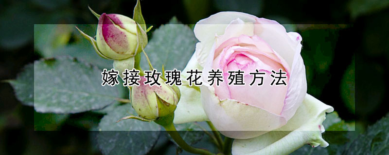 嫁接玫瑰花养殖方法