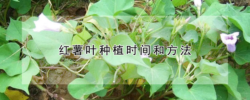 红薯叶种植时间和方法