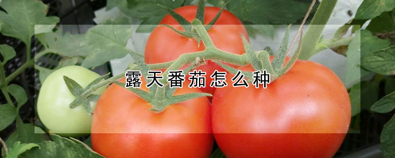露天番茄怎么种