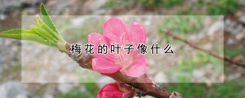 梅花的叶子像什么