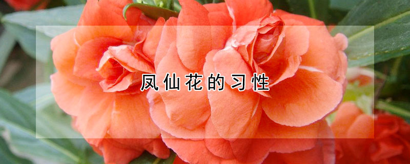 凤仙花的习性