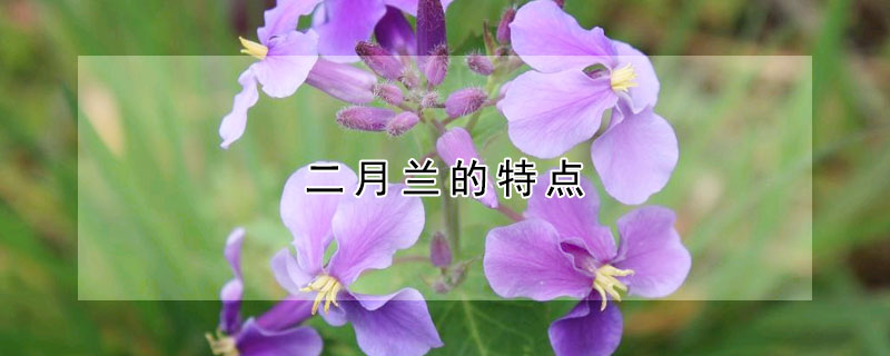 二月兰的特点