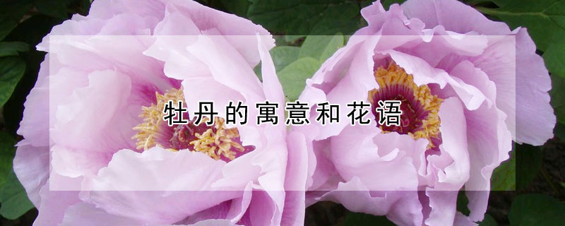 牡丹的寓意和花语