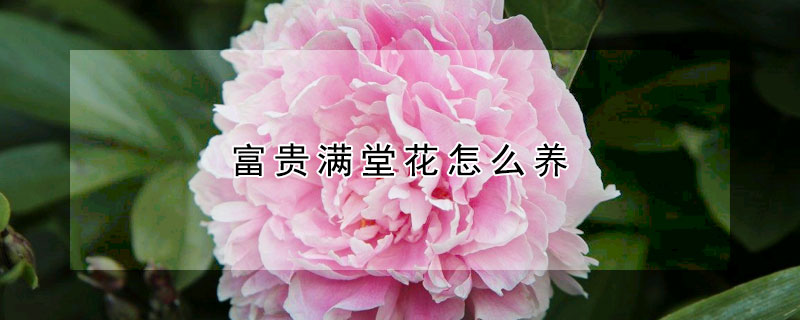 富贵满堂花怎么养