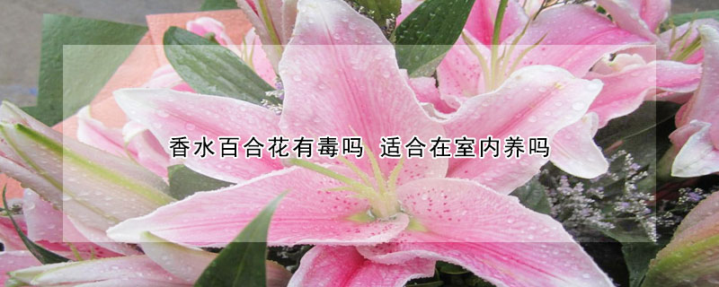 香水百合花有毒吗 适合在室内养吗