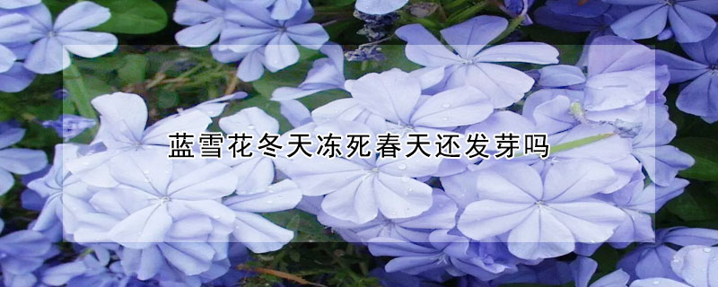 蓝雪花冬天冻死春天还发芽吗