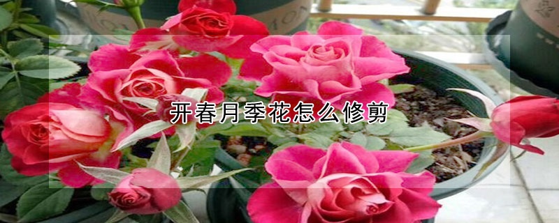 开春月季花怎么修剪