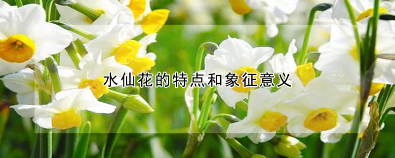 水仙花的特点和象征意义