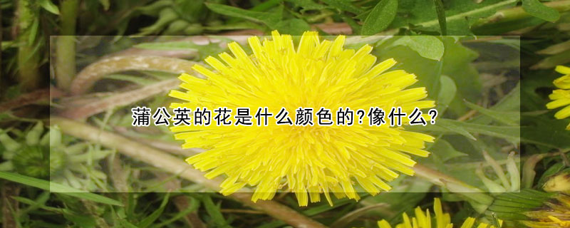 蒲公英的花是什么颜色的?像什么?